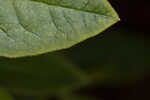 Piedmont azalea